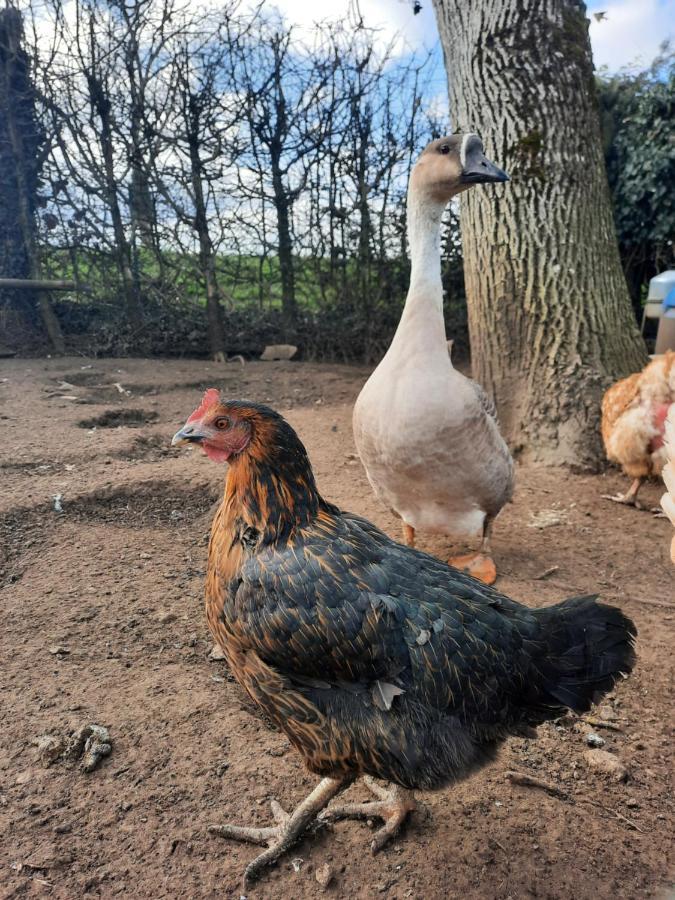 ô Bout D'la Motte Séjour chez l'habitant Voillecomte
